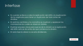 Interfase


Es cuando se lleva a cabo la replicación del ADN y la duplicación
de los orgánulos para tener un duplicado de todo antes de
dividirse.



En está los centríolos y la cromatina se duplican y aparecen los
cromosomas los cuales se observan dobles.



El primer proceso clave para que se de la división es la replicación
del ADN, esto se da antes de que comience la división.



En esta fase la célula no se esta dividiendo.

 