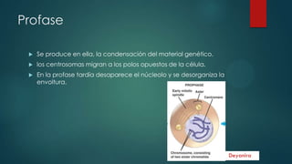 Profase


Se produce en ella, la condensación del material genético.



los centrosomas migran a los polos opuestos de la célula.



En la profase tardía desaparece el núcleolo y se desorganiza la
envoltura.

 