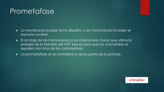 Prometafase


La membrana nuclear se ha disuelto, y los microtubulos invaden el
espacio nuclear.



El anclaje de los microtubulos a los cinetocoros, hace que utilice la
energía de la hidrolisis del ATP, eso es para que los cromatidas se
separen aún mas de los cromosomas.



La prometafase se se considera a veces parte de la profase.

 