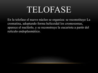TELOFASE
En la telofase el nuevo núcleo se organiza: se reconstituye La
cromatina, adoptando forma helicoidal los cromosom...