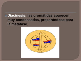 Diacinesis: las cromátidas aparecen
muy condensadas, preparándose para
la metafase.
 