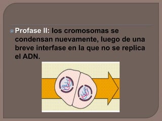 Profase II: los cromosomas se
condensan nuevamente, luego de una
breve interfase en la que no se replica
el ADN.
 