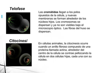 Las cromátidas llegan a los polos
opuestos de la célula, y nuevas
membranas se forman alrededor de los
núcleos hijos. Los cromosomas se
dispersan y ya no son visibles bajo el
microscopio óptico. Las fibras del huso se
dispersan.
En células animales, la citocinesis ocurre
cuando un anillo fibroso compuesto de una
proteína llamada actina, alrededor del
centro de la célula se contrae pellizcando la
célula en dos células hijas, cada una con su
núcleo.
Citocinesi
s
Telofase
|
 