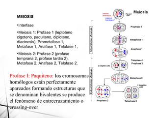 MEIOSIS
•Interfase
•Meiosis 1: Profase 1 (leptoteno
cigoteno, paquiteno, diploteno,
diacinesis), Prometafase 1,
Metafase 1, Anafase 1, Telofase 1,
•Meiosis 2: Profase 2 (profase
temprana 2, profase tardia 2),
Metafase 2, Anafase 2, Telofase 2.
Profase I: Paquiteno: los cromosomas
homólogos están perfectamente
apareados formando estructuras que
se denominan bivalentes se produce
el fenómeno de entrecruzamiento o
crossing-over
 