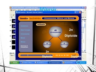 Mitosis
2n
Diploide
2n
Diploide
2n
Diploide
 
