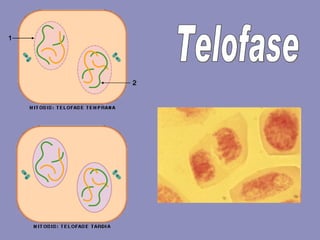 Telofase 