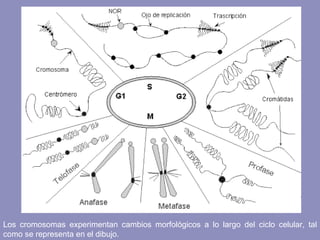 Los cromosomas experimentan cambios morfológicos a lo largo del ciclo celular, tal como se representa en el dibujo.  