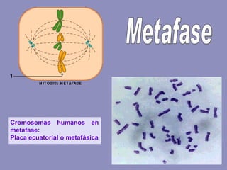 Metafase Cromosomas humanos en metafase: Placa ecuatorial o metafásica 