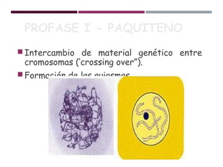 PROFASE I - PAQUITENO
Intercambio de material genético entre
cromosomas (‘crossing over”).
Formación de las quiasmas.
 