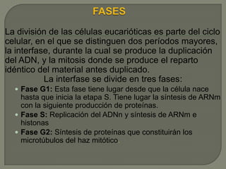 La división de las células eucarióticas es parte del ciclo
celular, en el que se distinguen dos períodos mayores,
la interfase, durante la cual se produce la duplicación
del ADN, y la mitosis donde se produce el reparto
idéntico del material antes duplicado.
La interfase se divide en tres fases:
 Fase G1: Esta fase tiene lugar desde que la célula nace

hasta que inicia la etapa S. Tiene lugar la síntesis de ARNm
con la siguiente producción de proteínas.
 Fase S: Replicación del ADNn y síntesis de ARNm e
histonas
 Fase G2: Síntesis de proteínas que constituirán los
microtúbulos del haz mitótico.

 