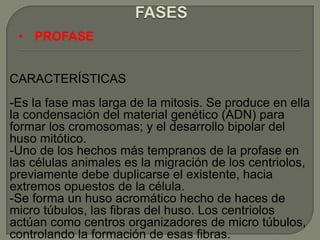 • PROFASE
CARACTERÍSTICAS
-Es la fase mas larga de la mitosis. Se produce en ella
la condensación del material genético (ADN) para
formar los cromosomas; y el desarrollo bipolar del
huso mitótico.
-Uno de los hechos más tempranos de la profase en
las células animales es la migración de los centriolos,
previamente debe duplicarse el existente, hacia
extremos opuestos de la célula.
-Se forma un huso acromático hecho de haces de
micro túbulos, las fibras del huso. Los centriolos
actúan como centros organizadores de micro túbulos,
controlando la formación de esas fibras.

 