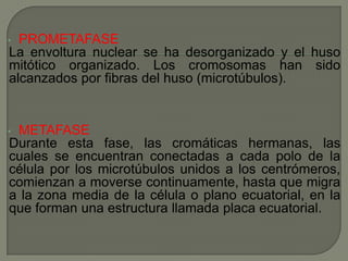 PROMETAFASE
La envoltura nuclear se ha desorganizado y el huso
mitótico organizado. Los cromosomas han sido
alcanzados por fibras del huso (microtúbulos).

•

METAFASE
Durante esta fase, las cromáticas hermanas, las
cuales se encuentran conectadas a cada polo de la
célula por los microtúbulos unidos a los centrómeros,
comienzan a moverse continuamente, hasta que migra
a la zona media de la célula o plano ecuatorial, en la
que forman una estructura llamada placa ecuatorial.

•

 