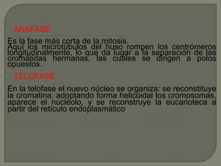 ANAFASE
Es la fase más corta de la mitosis.
Aquí los microtúbulos del huso rompen los centrómeros
longitudinalmente, lo que da lugar a la separación de las
cromátidas hermanas, las cuales se dirigen a polos
opuestos.

•

•

TELOFASE

En la telofase el nuevo núcleo se organiza: se reconstituye
la cromatina, adoptando forma helicoidal los cromosomas,
aparece el nucléolo, y se reconstruye la eucarioteca a
partir del retículo endoplasmático.

 