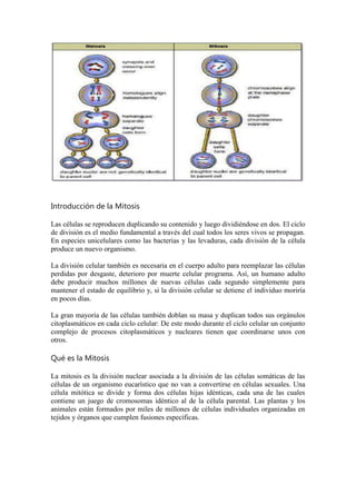 Introducción de la Mitosis
Las células se reproducen duplicando su contenido y luego dividiéndose en dos. El ciclo
de división es el medio fundamental a través del cual todos los seres vivos se propagan.
En especies unicelulares como las bacterias y las levaduras, cada división de la célula
produce un nuevo organismo.
La división celular también es necesaria en el cuerpo adulto para reemplazar las células
perdidas por desgaste, deterioro por muerte celular programa. Así, un humano adulto
debe producir muchos millones de nuevas células cada segundo simplemente para
mantener el estado de equilibrio y, si la división celular se detiene el individuo moriría
en pocos días.
La gran mayoría de las células también doblan su masa y duplican todos sus orgánulos
citoplasmáticos en cada ciclo celular: De este modo durante el ciclo celular un conjunto
complejo de procesos citoplasmáticos y nucleares tienen que coordinarse unos con
otros.

Qué es la Mitosis
La mitosis es la división nuclear asociada a la división de las células somáticas de las
células de un organismo eucarístico que no van a convertirse en células sexuales. Una
célula mitótica se divide y forma dos células hijas idénticas, cada una de las cuales
contiene un juego de cromosomas idéntico al de la célula parental. Las plantas y los
animales están formados por miles de millones de células individuales organizadas en
tejidos y órganos que cumplen fusiones específicas.

 