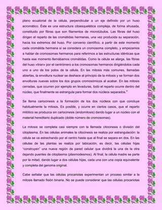 plano ecuatorial de la célula, perpendicular a un eje definido por un huso
acromático. Éste es una estructura citoesquelética compleja, de forma ahusada,
constituido por fibras que son filamentos de microtúbulos. Las fibras del huso
dirigen el reparto de las cromátidas hermanas, una vez producida su separación,
hacia los extremos del huso. Por convenio científico, a partir de este momento
cada cromátida hermana sí se considera un cromosoma completo, y empezamos
a hablar de cromosomas hermanos para referirnos a las estructuras idénticas que
hasta ese momento llamábamos cromátidas. Como la célula se alarga, las fibras
del huso «tiran» por el centrómero a los cromosomas hermanos dirigiéndolos cada
uno a uno de los polos de la célula. En las mitosis más comunes, llamadas
abiertas, la envoltura nuclear se deshace al principio de la mitosis y se forman dos
envolturas nuevas sobre los dos grupos cromosómicos al acabar. En las mitosis
cerradas, que ocurren por ejemplo en levaduras, todo el reparto ocurre dentro del
núcleo, que finalmente se estrangula para formar dos núcleos separados. 4
Se llama cariocinesis a la formación de los dos núcleos con que concluye
habitualmente la mitosis. Es posible, y ocurre en ciertos casos, que el reparto
mitótico se produzca sin cariocinesis (endomitosis) dando lugar a un núcleo con el
material hereditario duplicado (doble número de cromosomas).
La mitosis se completa casi siempre con la llamada citocinesis o división del
citoplasma. En las células animales la citocinesis se realiza por estrangulación: la
célula se va estrechando por el centro hasta que al final se separa en dos. En las
células de las plantas se realiza por tabicación, es decir, las células hijas
“construyen” una nueva región de pared celular que dividirá la una de la otra
dejando puentes de citoplasma (plasmodesmos). Al final, la célula madre se parte
por la mitad, dando lugar a dos células hijas, cada una con una copia equivalente
y completa del genoma original.
Cabe señalar que las células procariotas experimentan un proceso similar a la
mitosis llamado fisión binaria. No se puede considerar que las células procariotas

 