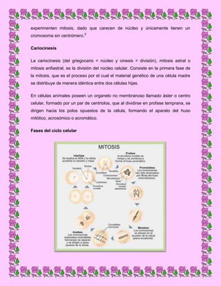 experimenten mitosis, dado que carecen de núcleo y únicamente tienen un
cromosoma sin centrómero.5
Cariocinesis
La cariocinesis (del griegocario = núcleo y cinesis = división), mitosis astral o
mitosis anfiastral, es la división del núcleo celular. Consiste en la primera fase de
la mitosis, que es el proceso por el cual el material genético de una célula madre
se distribuye de manera idéntica entre dos células hijas.
En células animales poseen un organelo no membranoso llamado áster o centro
celular, formado por un par de centriolos, que al dividirse en profase temprana, se
dirigen hacia los polos opuestos de la célula, formando el aparato del huso
mitótico, acrosómico o acromático.
Fases del ciclo celular

 