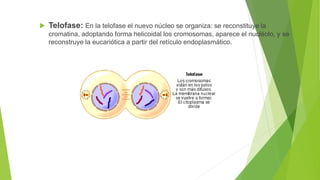  Telofase: En la telofase el nuevo núcleo se organiza: se reconstituye la
cromatina, adoptando forma helicoidal los cromosomas, aparece el nucléolo, y se
reconstruye la eucariótica a partir del retículo endoplasmático.
 