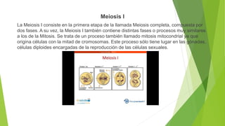 Meiosis I
La Meiosis I consiste en la primera etapa de la llamada Meiosis completa, compuesta por
dos fases. A su vez, la Meiosis I también contiene distintas fases o procesos muy similares
a los de la Mitosis. Se trata de un proceso también llamado mitosis mitocondrial ya que
origina células con la mitad de cromosomas. Este proceso sólo tiene lugar en las gónadas,
células diploides encargadas de la reproducción de las células sexuales.
 