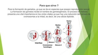 Para que sirve ?
Para la formación de gametos, ya que se da en especies que poseen reproducción sexual.
La formación de gametos recibe el nombre de gametogénesis. El proceso de meiosis
presenta una vital importancia en los ciclos vitales ya que hay una reducción del número de
cromosomas a la mitad, es decir, de una célula diploide.
 