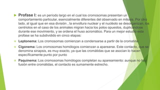  Profase I: es un período largo en el cual los cromosomas presentan un
comportamiento particular, esencialmente diferentes del observado en mitosis. Por otro
lado, al igual que en esa división , la envoltura nuclear y el nucléolo se desorganizan, los
centriolos en el caso de los animales migran hacia los polos opuestos, duplicándose
durante ese movimiento, y se ordena el huso acromático. Para un mejor estudio esta
profase se ha subdividido en cinco etapas:
 Leptonema: Los cromosomas comienzan a condensarse a partir de la cromatina
 Cigonema: Los cromosomas homólogos comienzan a aparearse. Este contacto, que se
denomina sinapsis, es muy exacto, ya que las cromátidas que se asocian lo hacen
específicamente punto por punto
 Paquinema: Los cromosomas homólogos completan su apareamiento: aunque no hay
fusión entre cromátidas, el contacto es sumamente estrecho.
 