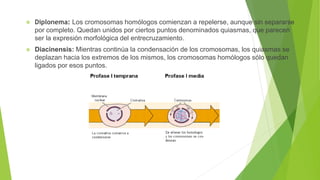  Diplonema: Los cromosomas homólogos comienzan a repelerse, aunque sin separarse
por completo. Quedan unidos por ciertos puntos denominados quiasmas, que parecen
ser la expresión morfológica del entrecruzamiento.
 Diacinensis: Mientras continúa la condensación de los cromosomas, los quiasmas se
deplazan hacia los extremos de los mismos, los cromosomas homólogos sólo quedan
ligados por esos puntos.
 