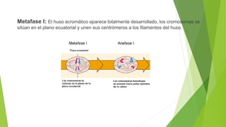 Metafase I: El huso acromático aparece totalmente desarrollado, los cromosomas se
sitúan en el plano ecuatorial y unen sus centrómeros a los filamentos del huso.
 