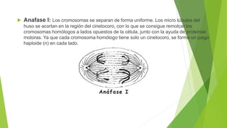  Anafase I: Los cromosomas se separan de forma uniforme. Los micro túbulos del
huso se acortan en la región del cinetocoro, con lo que se consigue remolcar los
cromosomas homólogos a lados opuestos de la célula, junto con la ayuda de proteínas
motoras. Ya que cada cromosoma homólogo tiene solo un cinetocoro, se forma un juego
haploide (n) en cada lado.
 