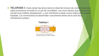  TELOFASE I: Cada célula hija ahora tiene la mitad del número de cromosomas pero
cada cromosoma consiste en un par de cromátidas. Los micro túbulos que componen la
red del huso mitótico desaparecen, y una membrana nuclear nueva rodea cada sistema
haploide. Los cromosomas se desenrollan nuevamente dentro de la cario teca
(membrana nuclear).
 