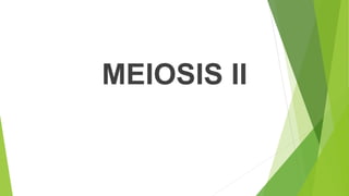 MEIOSIS II
 