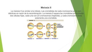 Meiosis II
La meiosis II es similar a la mitosis. Las cromátidas de cada cromosoma ya no son
idénticas en razón de la recombinación. La meiosis II separa las cromátidas produciendo
dos células hijas, cada una con 23 cromosomas (haploide), y cada cromosoma tiene
solamente una cromátida.
 