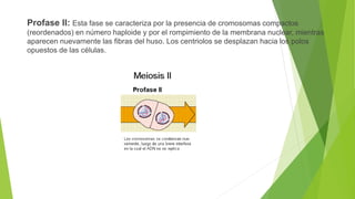 Profase II: Esta fase se caracteriza por la presencia de cromosomas compactos
(reordenados) en número haploide y por el rompimiento de la membrana nuclear, mientras
aparecen nuevamente las fibras del huso. Los centriolos se desplazan hacia los polos
opuestos de las células.
 