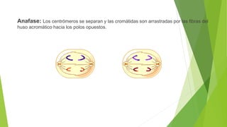 Anafase: Los centrómeros se separan y las cromátidas son arrastradas por las fibras del
huso acromático hacia los polos opuestos.
 