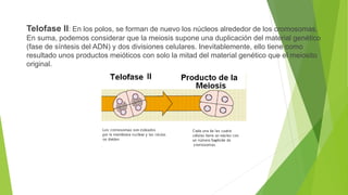 Telofase II: En los polos, se forman de nuevo los núcleos alrededor de los cromosomas.
En suma, podemos considerar que la meiosis supone una duplicación del material genético
(fase de síntesis del ADN) y dos divisiones celulares. Inevitablemente, ello tiene como
resultado unos productos meióticos con solo la mitad del material genético que el meiosito
original.
 