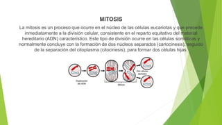 MITOSIS
La mitosis es un proceso que ocurre en el núcleo de las células eucariotas y que precede
inmediatamente a la división celular, consistente en el reparto equitativo del material
hereditario (ADN) característico. Este tipo de división ocurre en las células somáticas y
normalmente concluye con la formación de dos núcleos separados (cariocinesis), seguido
de la separación del citoplasma (citocinesis), para formar dos células hijas.
 