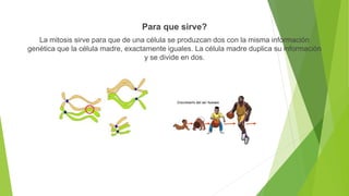 Para que sirve?
La mitosis sirve para que de una célula se produzcan dos con la misma información
genética que la célula madre, exactamente iguales. La célula madre duplica su información
y se divide en dos.
 
