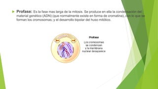  Profase: Es la fase mas larga de la mitosis. Se produce en ella la condensación del
material genético (ADN) (que normalmente existe en forma de cromatina), con lo que se
forman los cromosomas; y el desarrollo bipolar del huso mitótico.
 