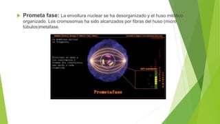  Prometa fase: La envoltura nuclear se ha desorganizado y el huso mitótico
organizado. Los cromosomas ha sido alcanzados por fibras del huso (micro
túbulos)metafase.
 