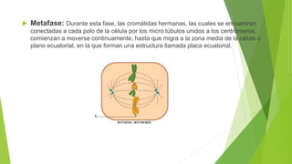 Metafase: Durante esta fase, las cromàtidas hermanas, las cuales se encuentran
conectadas a cada polo de la célula por los micro túbulos unidos a los centrómeros,
comienzan a moverse continuamente, hasta que migra a la zona media de la célula o
plano ecuatorial, en la que forman una estructura llamada placa ecuatorial.
 