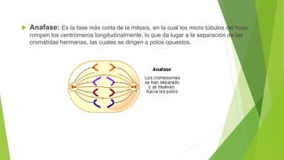  Anafase: Es la fase más corta de la mitosis, en la cual los micro túbulos del huso
rompen los centrómeros longitudinalmente, lo que da lugar a la separación de las
cromátidas hermanas, las cuales se dirigen a polos opuestos.
 