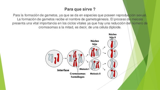Division celular mitosis y mediosis