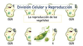 División Celular y Reproducción
La reproducción de los
vegetales
 