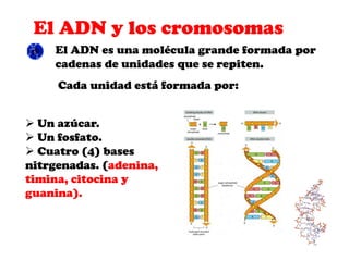 El ADN y los cromosomas

  Luego de la mitosis las dos células hijas
  resultantes tienen la misma información
  genética ...