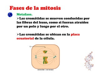 Fases de la mitosis
  Anafase.
  Los centrómeros se separan en forma
  simultanea en pares de cromátidas.
  Las cromátid...