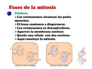 Fases de la mitosis
  Citocinesis.
  Es la división del citoplasma, por lo general
  acompaña a la mitosis que es la divis...