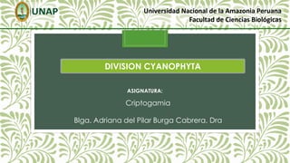 DIVISION CYANOPHYTA
ASIGNATURA:
Universidad Nacional de la Amazonia Peruana
Facultad de Ciencias Biológicas
Criptogamia
Blga. Adriana del Pilar Burga Cabrera, Dra
 