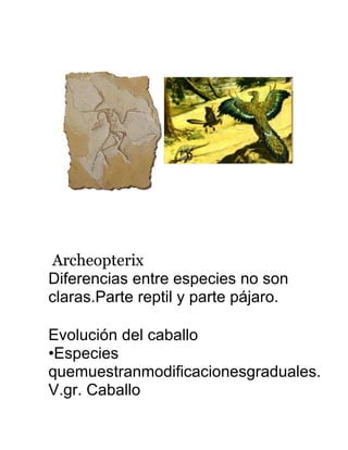 Archeopterix
Diferencias entre especies no son
claras.Parte reptil y parte pájaro.
Evolución del caballo
•Especies
quemuestranmodificacionesgraduales.
V.gr. Caballo
 