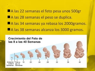  A las 22 semanas el feto pesa unos 500gr
 A las 28 semanas el peso se duplica.
 A las 34 semanas ya rebasa los 2000gramos.
 A las 38 semanas alcanza los 3000 gramos.
 
