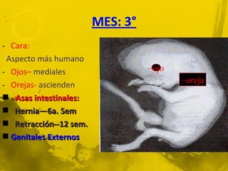 - Cara:
 Aspecto más humano
- Ojos– mediales         –ojo
                                –oreja
- Orejas- ascienden
 - Asas intestinales:
 Hernia—6a. Sem
 Retracción--12 sem.
 Genitales Externos
 