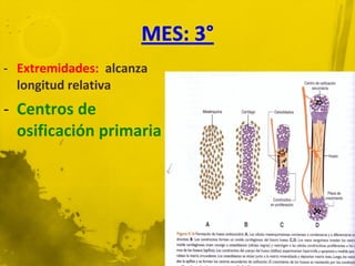 - Extremidades: alcanza
  longitud relativa
- Centros de
  osificación primaria
 