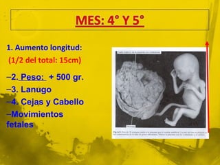 1. Aumento longitud:
(1/2 del total: 15cm)
–2. Peso: + 500 gr.
–3. Lanugo
–4. Cejas y Cabello
–Movimientos
fetales
 